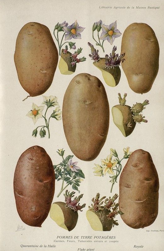 Une planche anatomique de pomme de terre et de leur floraison